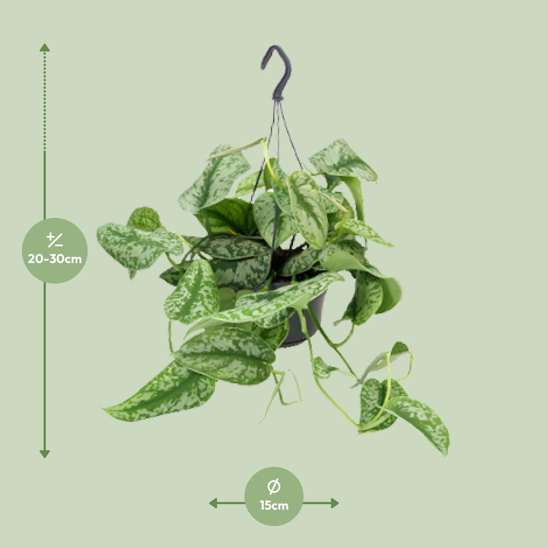 Scindapsus – Scindapsus pictus – 25 cm – Ø15 cm