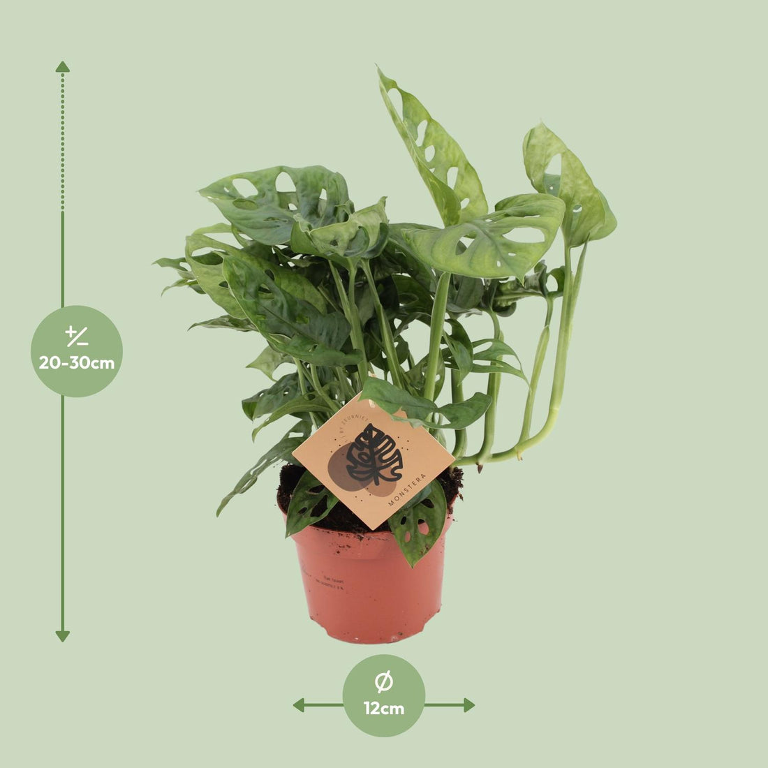 Fensterblatt – Monstera monkey – 30 cm – Ø12 cm