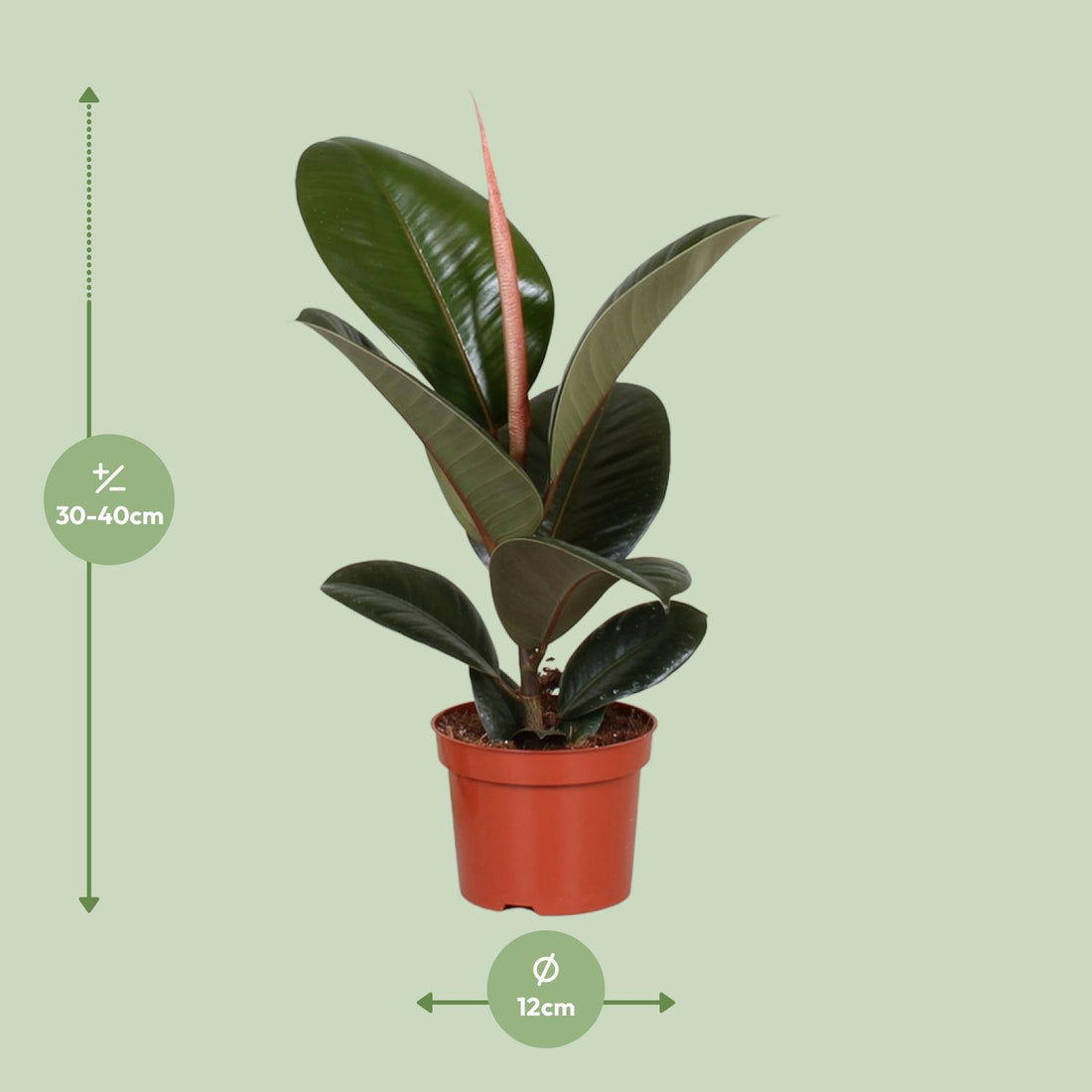 Feige – Ficus elastica – 35 cm – Ø12 cm