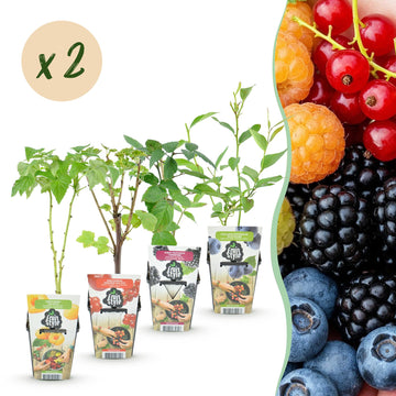 Regenbogen-Obstbox – Johannisbeere, Himbeere & Brombeere – 35 cm