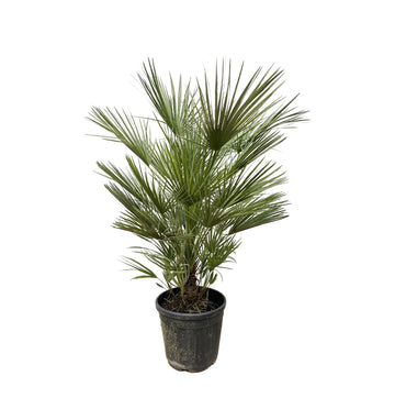 Zwergpalme – Chamaerops humilis – 150 cm – Ø30 cm