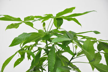 Glückskastanie – Pachira aquatica – 120 cm – Ø24 cm