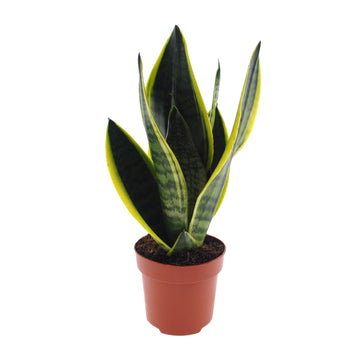 Sansevieria – Sansevieria futura – 30 cm – Ø12 cm