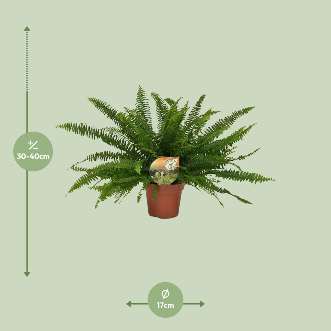 Schwertfarn – Nephrolepis green – 40 cm – Ø17 cm
