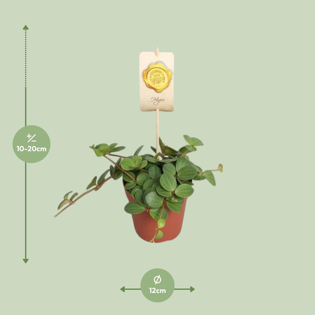 Zwergpfeffer – Peperomia hope – 15 cm – Ø12 cm