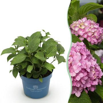 Bauernhortensie The Original Pink – Hydrangea macrophylla The Original Pink – 25 cm – Ø14 cm