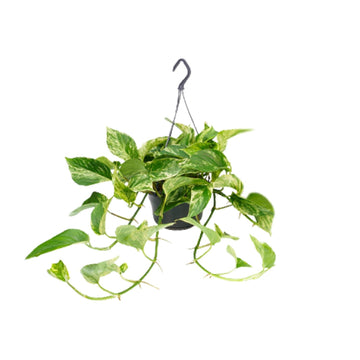 Epipremnum – Epipremnum marble – 25 cm – Ø15 cm