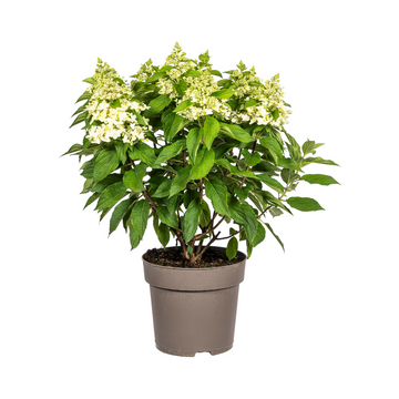 Rispenhortensie Weiß – Hydrangea paniculata Weiß – 80 cm – Ø24 cm