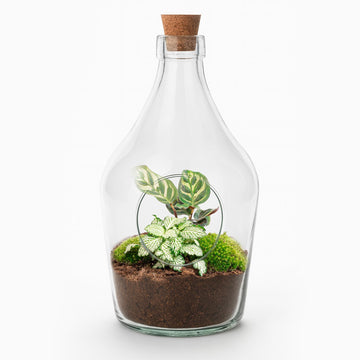 Open Terrarium – Calathea & Fittonia – 30 cm
