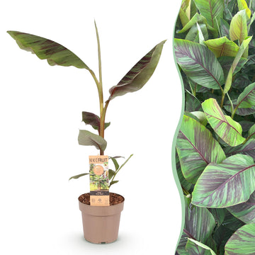Japanische Faserbanane – Musa Ever Red – 90 cm – Ø21 cm