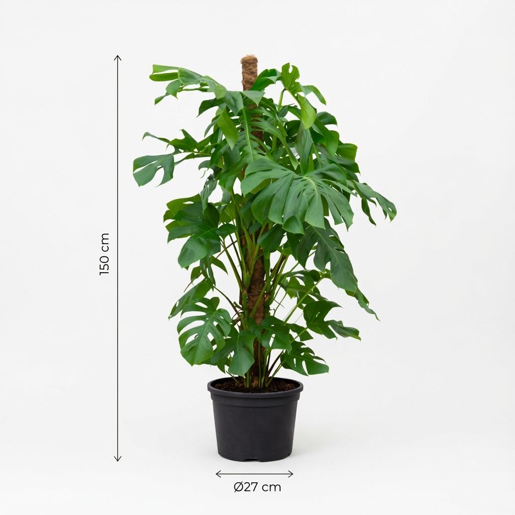 Fensterblatt – Monstera deliciosa – 145 cm – Ø27 cm