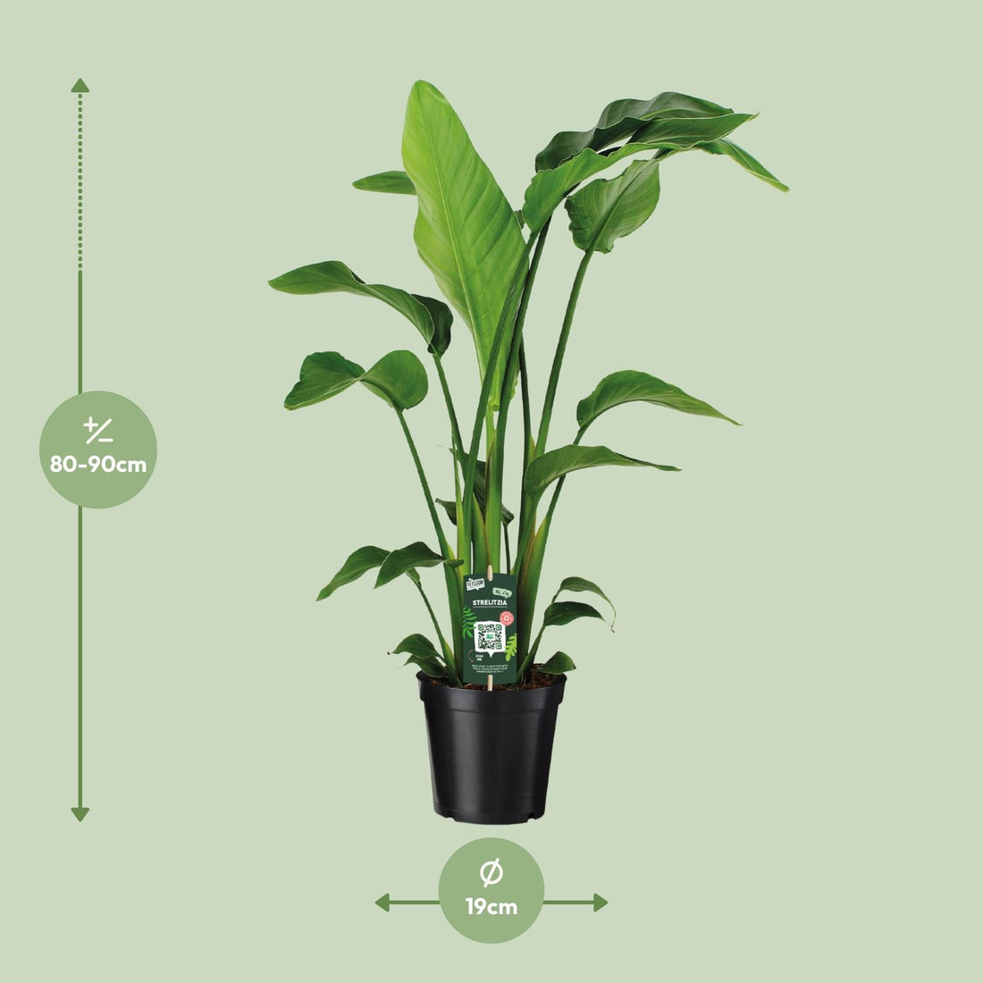 Strelitzie – Strelitzia nicolai – 90 cm – Ø19 cm