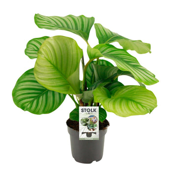 Korbmarante – Calathea orbifolia – 14 cm – Ø50 cm