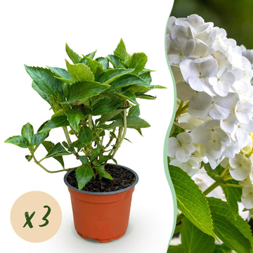 Bauernhortensie Weiß – Hydrangea macrophylla Weiß – 25 cm – Ø15 cm