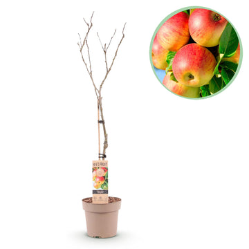 Apfelbaum – Malus domestica Jonagold – 90 cm – Ø21 cm