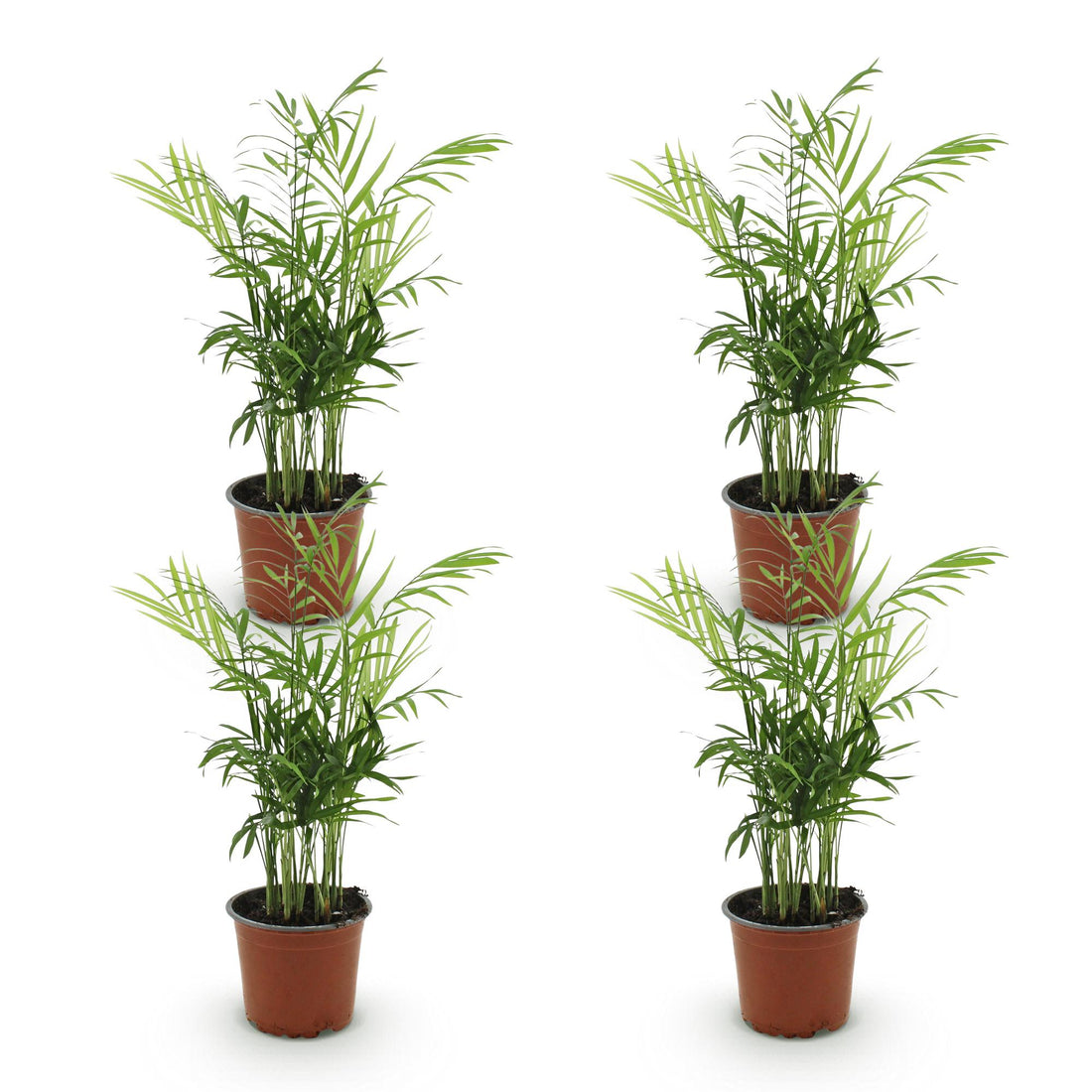 Chamaedorea – Chamaedorea elegans – 40 cm