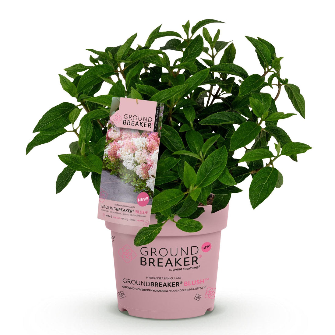 Bauernhortensie Groundbreaker Blush – Hydrangea macrophylla Groundbreaker Blush – 25 cm – Ø14 cm