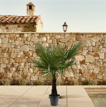 Hanfpalme – Trachycarpus fortunei – 180 cm – Ø30 cm