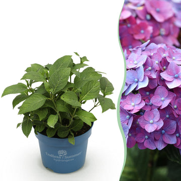Bauernhortensie Summer Love Purple – Hydrangea macrophylla Summer Love Purple – 25 cm – Ø14 cm