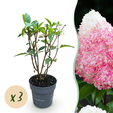 Bauernhortensie Living Pink & Rose – Hydrangea macrophylla Living Pink & Rose – 30 cm – Ø15 cm