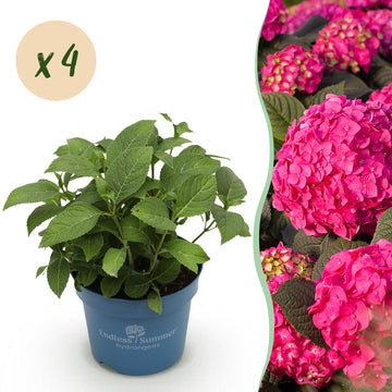 Bauernhortensie Summer Love Red – Hydrangea macrophylla Summer Love Red – 25 cm – Ø20 cm