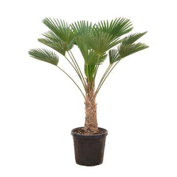 Hanfpalme – Trachycarpus wagnerianus – 130 cm