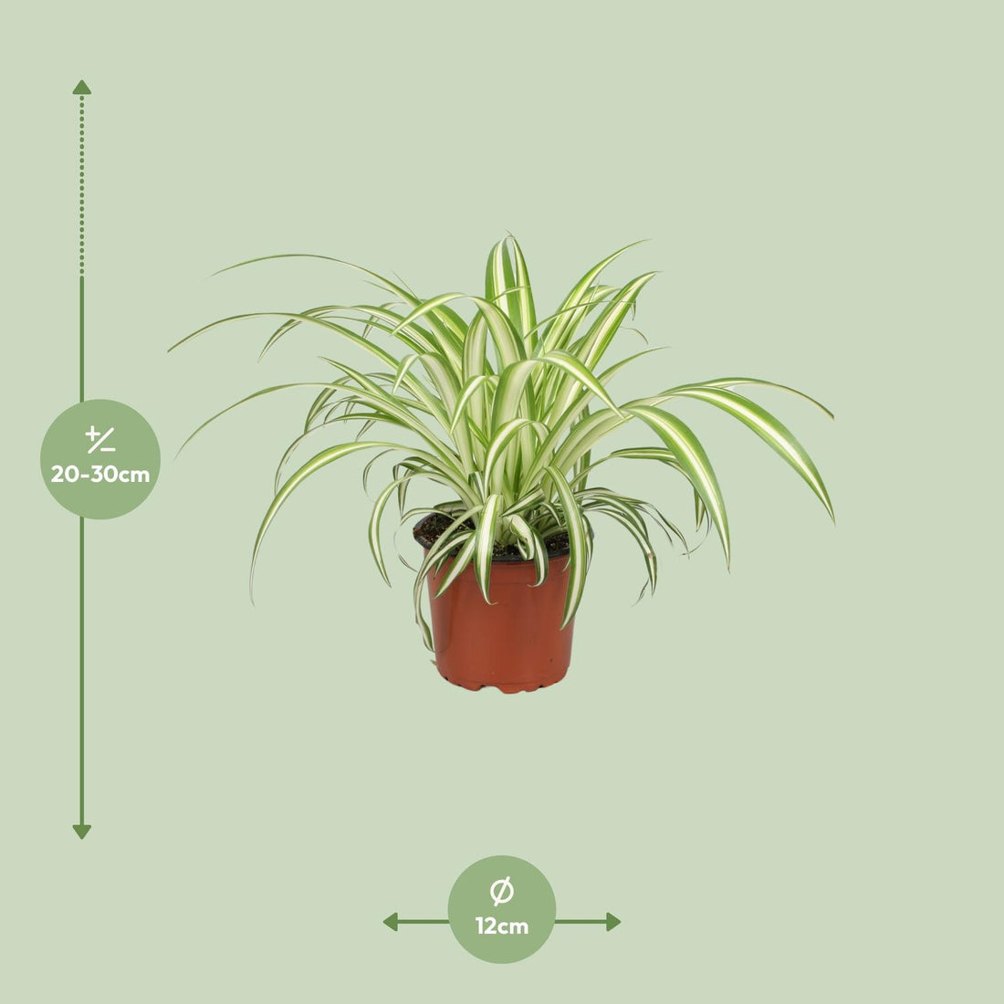 Grünlilie – Chlorophytum – 25 cm – Ø12 cm