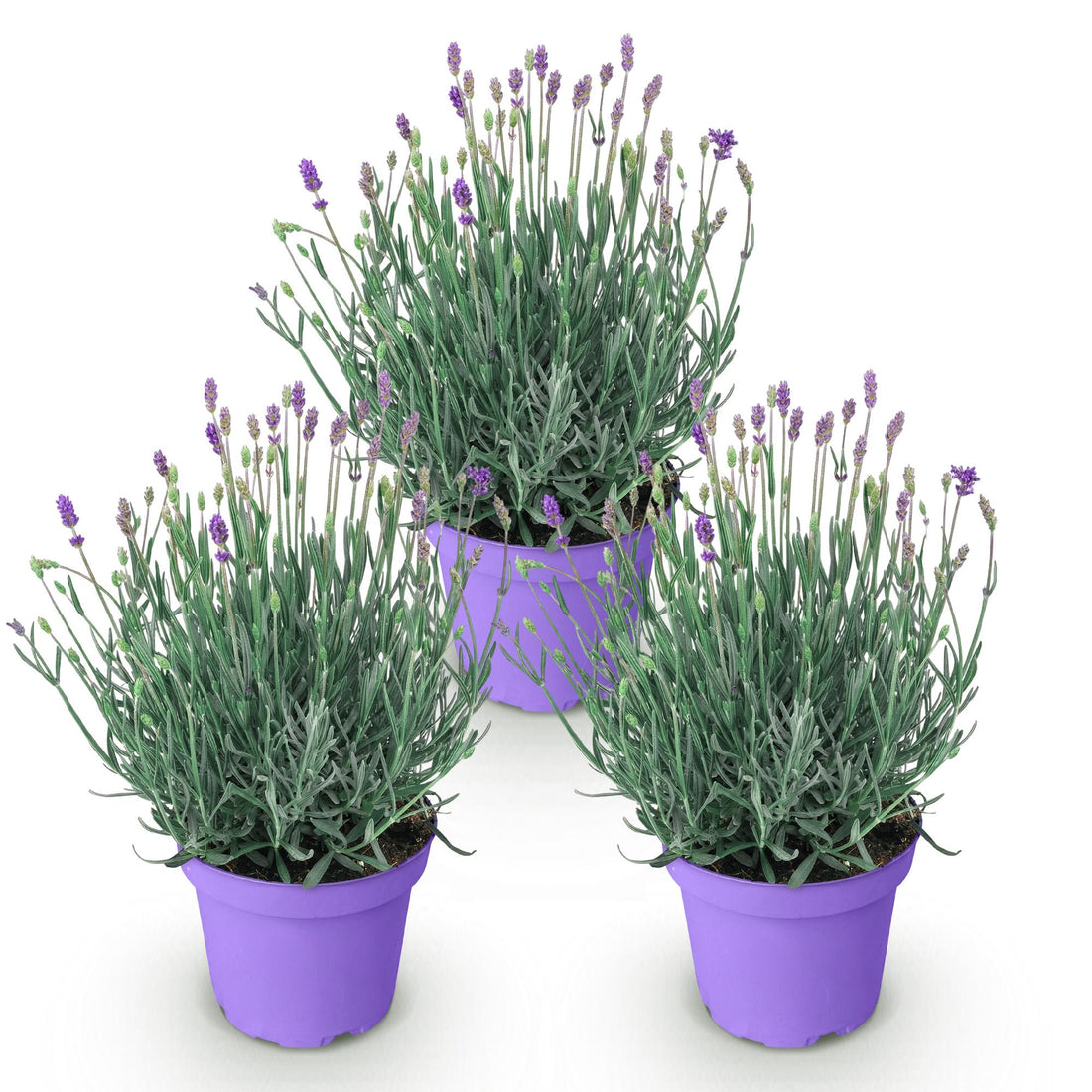 Lavendel Munstead – Lavandula angustifolia Munstead – 25 cm – Ø15 cm