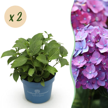 Bauernhortensie Summer Love Purple – Hydrangea macrophylla Summer Love Purple – 25 cm – Ø20 cm