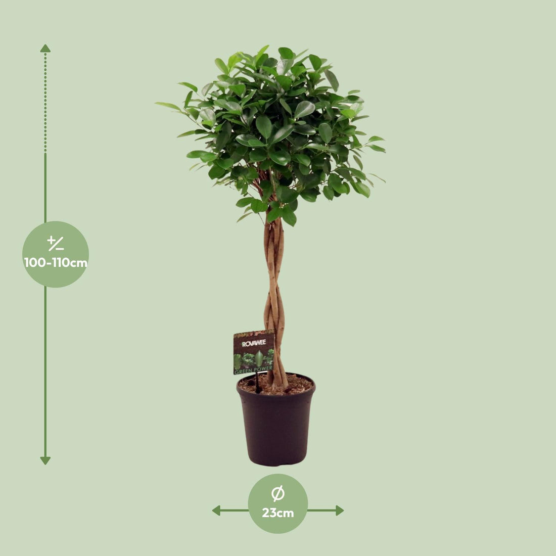 Feige – Ficus microcarpa – 110 cm – Ø23 cm