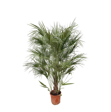 Zwergpalme – Chamaerops humilis Strauch – 170 cm – Ø30 cm