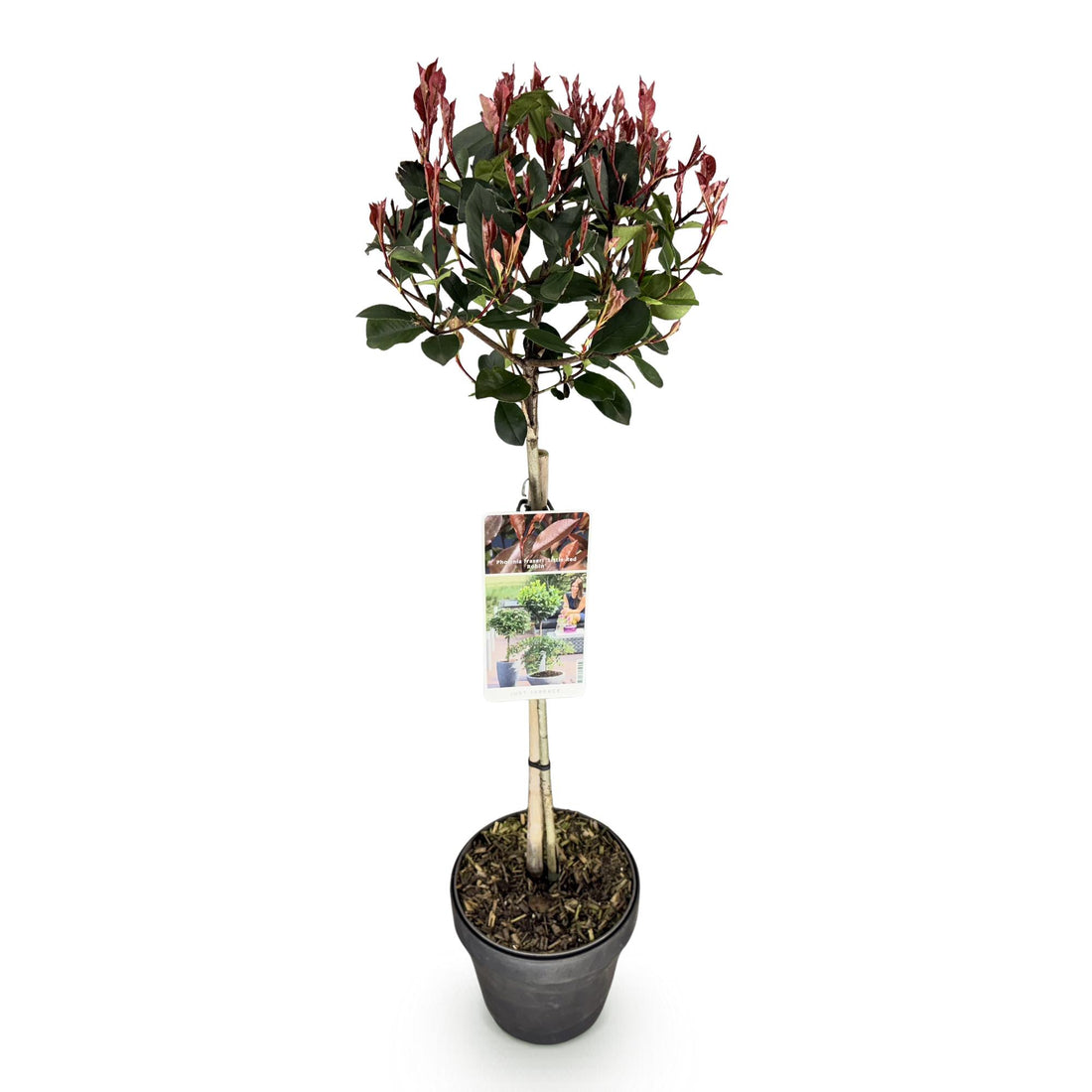 Glanzmispel – Photinia fraseri Little Red Robin – 90 cm – Ø19 cm