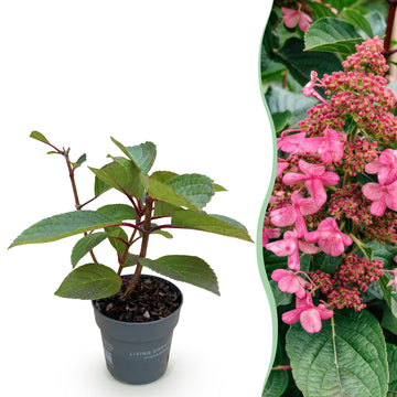 Bauernhortensie Living Infinity – Hydrangea macrophylla Living Infinity – 30 cm – Ø12 cm