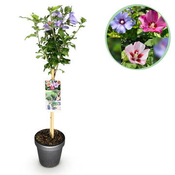 Hibiskus – Hibiscus syriacus Tricolour – 90 cm – Ø19 cm