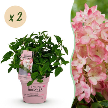 Bauernhortensie Groundbreaker Blush – Hydrangea macrophylla Groundbreaker Blush – 25 cm – Ø20 cm