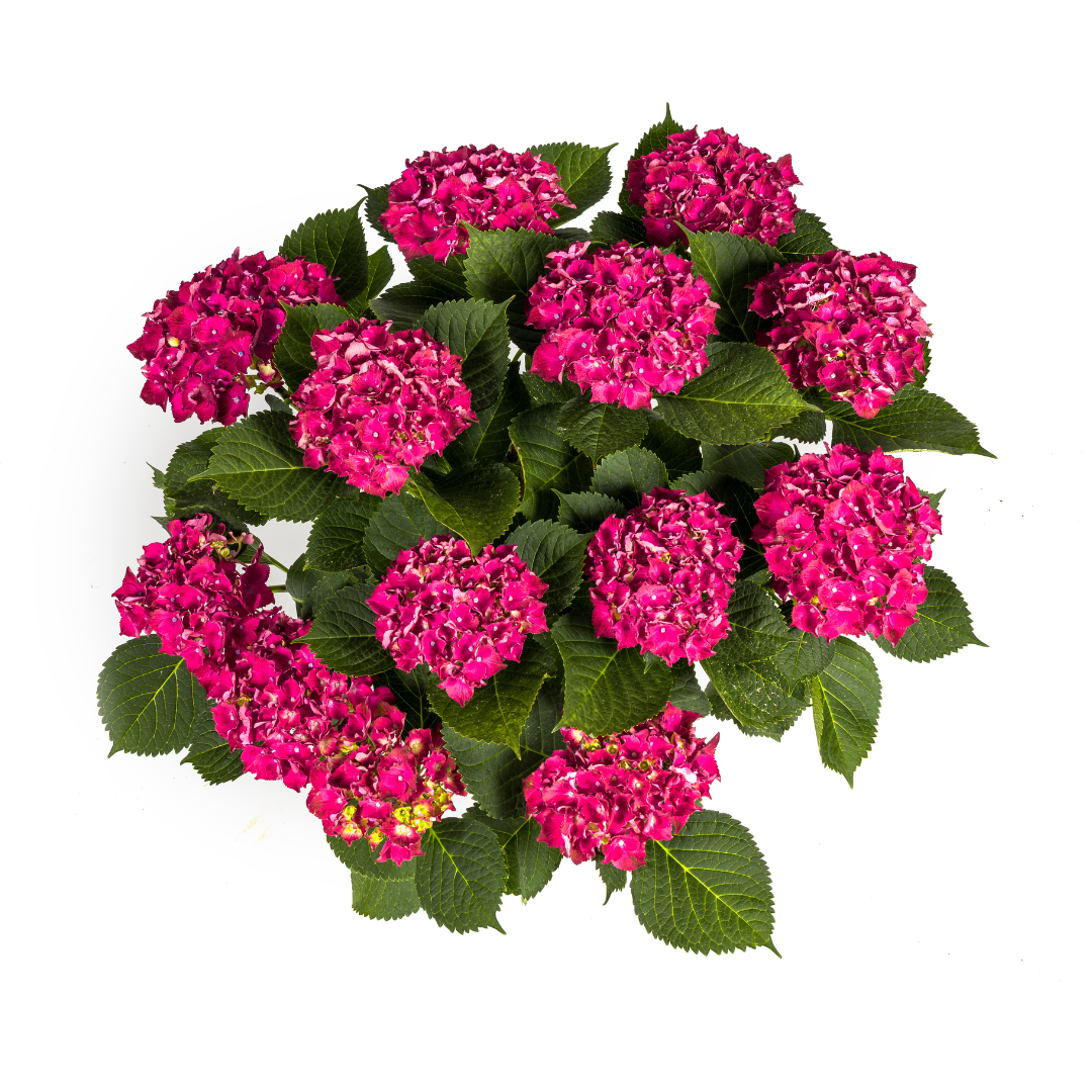 Bauernhortensie Rot – Hydrangea macrophylla Rot – 80 cm – Ø24 cm