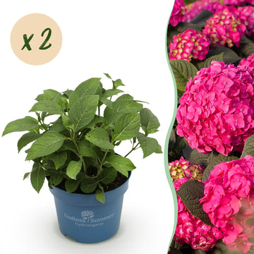 Bauernhortensie Summer Love Red – Hydrangea macrophylla Summer Love Red – 25 cm – Ø20 cm