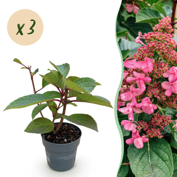 Bauernhortensie Living Infinity – Hydrangea macrophylla Living Infinity – 30 cm – Ø15 cm