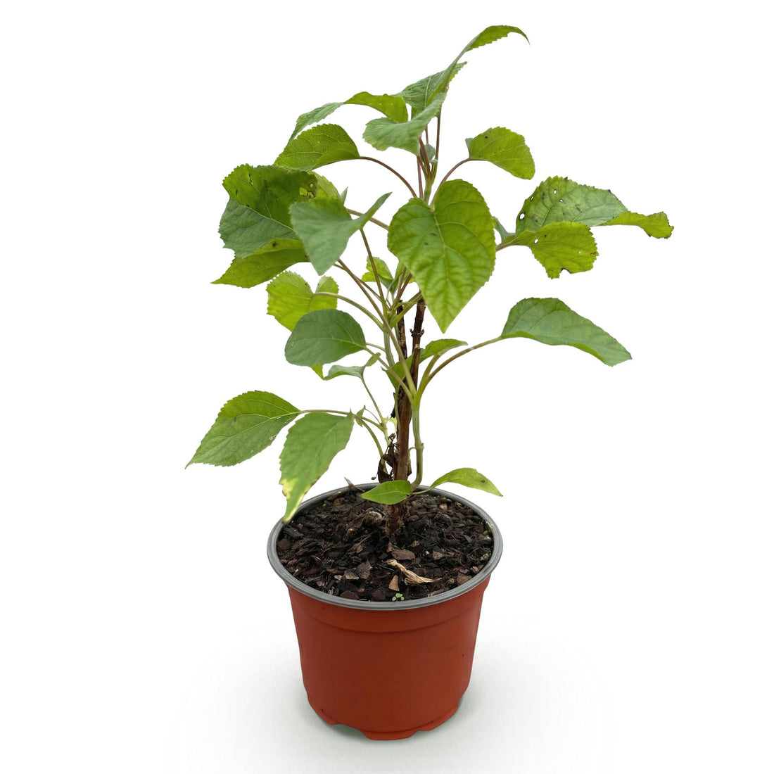 Waldhortensie Annabelle – Hydrangea arborescens Annabelle – 30 cm – Ø12 cm