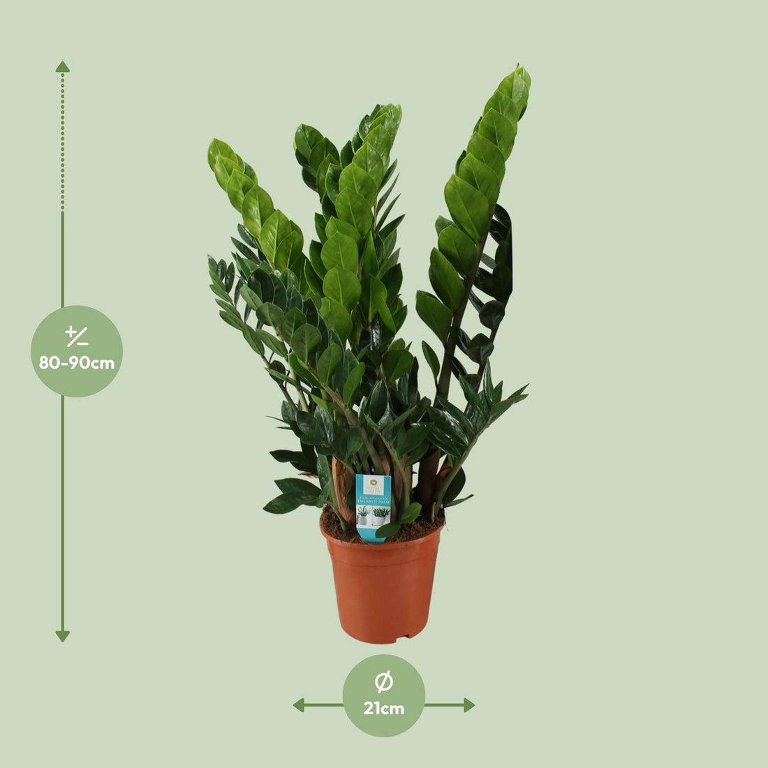 Zamioculcas – Zamioculcas zamiifolia – 80 cm – Ø21 cm
