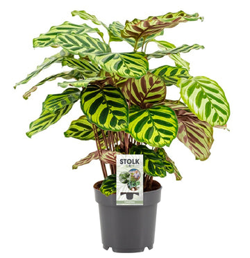 Korbmarante – Calathea makoyana – 45 cm – Ø14 cm