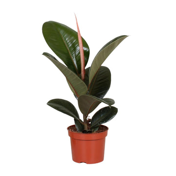 Feige – Ficus elastica – 35 cm – Ø12 cm