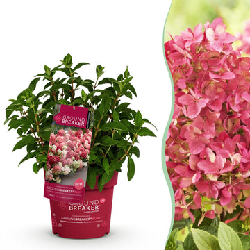 Bauernhortensie Groundbreaker Ruby – Hydrangea macrophylla Groundbreaker Ruby – 25 cm – Ø14 cm