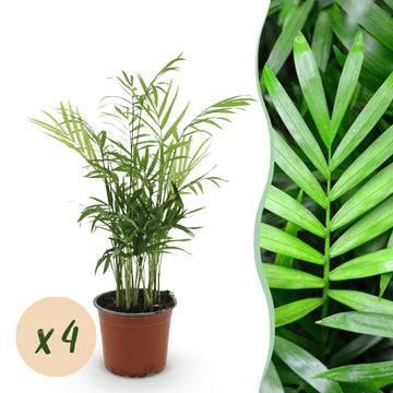 Chamaedorea – Chamaedorea elegans – 40 cm