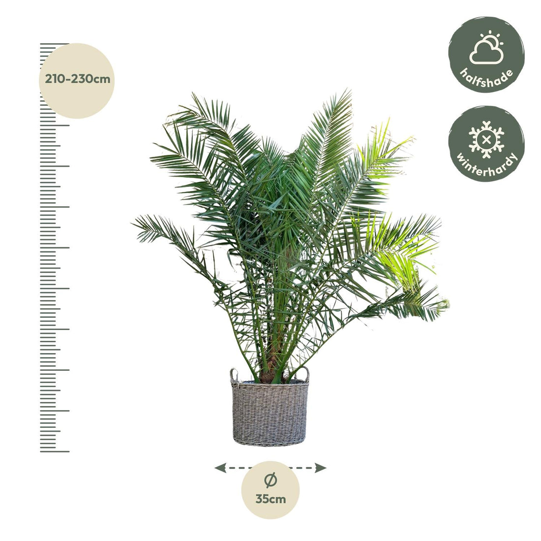 Kanarische Dattelpalme – Phoenix canariensis – 300 cm – Ø50 cm