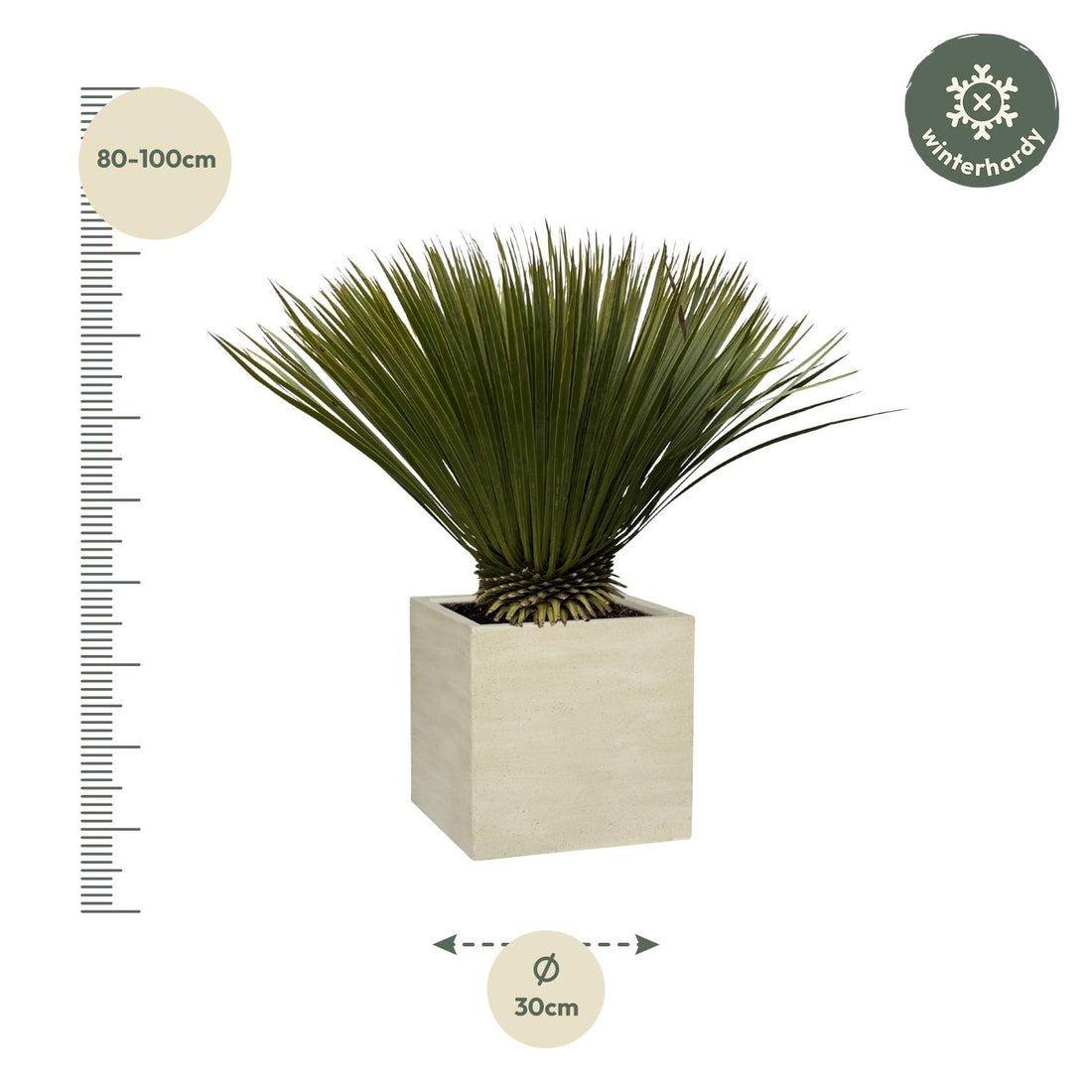 Yucca – Yucca rostrata – 70 cm – Ø30 cm