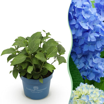 Bauernhortensie Blau – Hydrangea macrophylla Blau – 25 cm – Ø14 cm