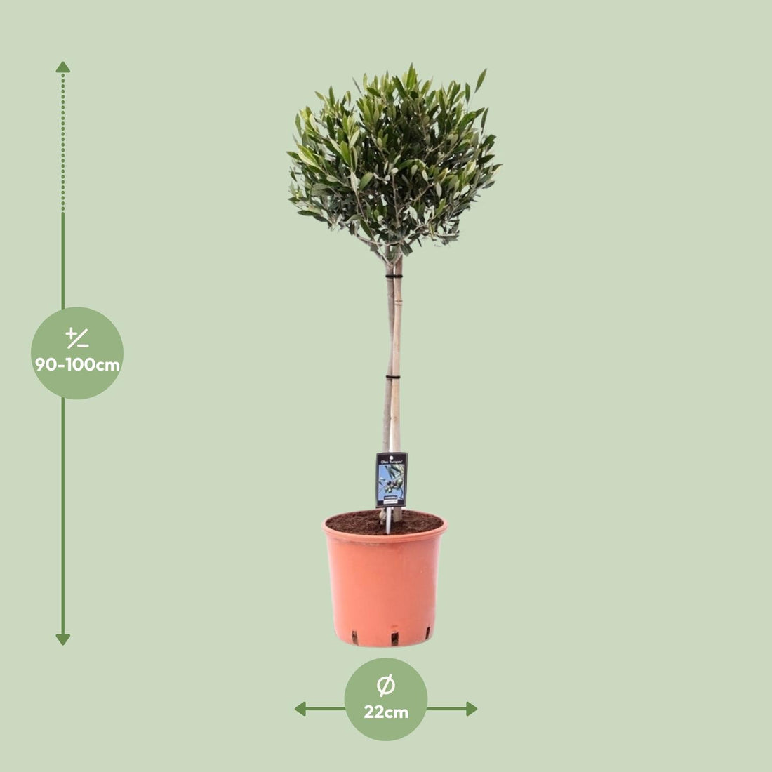 Olivenbaum – Olea europaea – 160 cm – Ø24 cm