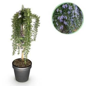 Rosmarin – Rosmarinus officinalis Prostratus – 90 cm – Ø19 cm