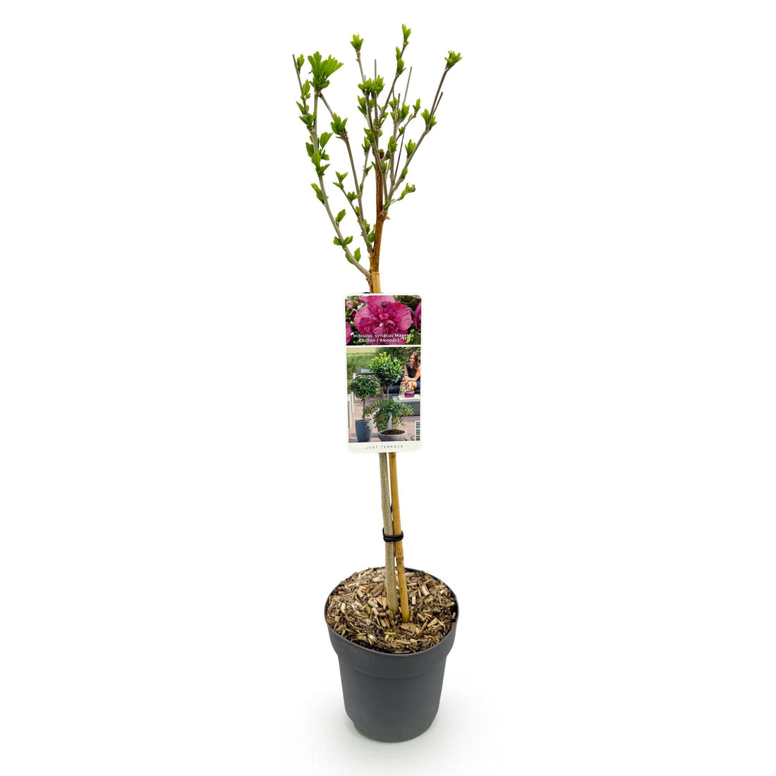 Hibiskus – Hibiscus syriacus Magenta Chiffon® – 90 cm – Ø19 cm